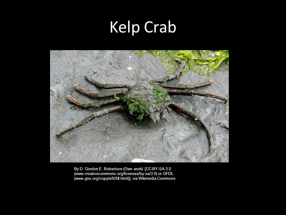 Kelp Crab By D. Gordon E.