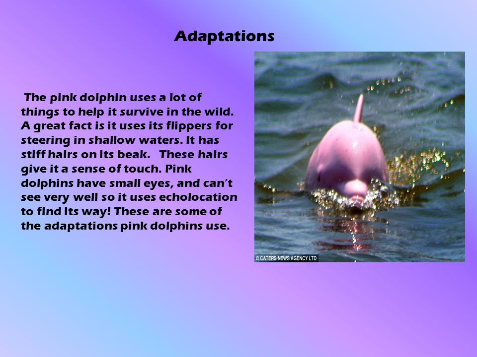 Habitat If You Want To Hear About The Pink River Dolphin Than Why Don T You Read This Report The Pink Dolphin Lives In Slightly Salty Water Normally Ppt Download Habitat If You Want To Hear About The Pink River Dolphin Than Why Don T You Read This Report The Pink Dolphin Lives In Slightly Salty Water Normally Ppt Download