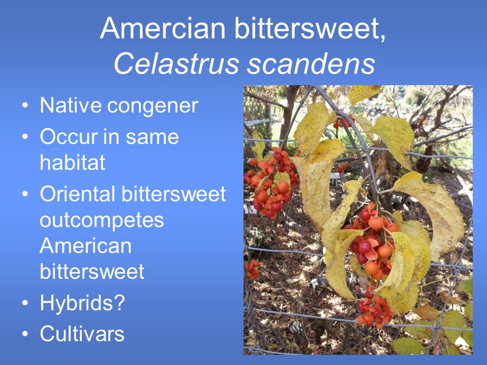 oriental bittersweet celastrus orbiculatus monika chandler