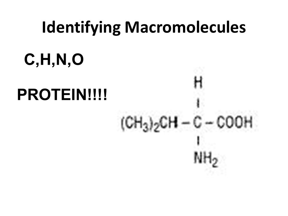 Identifying Macromolecules C,H,N,O PROTEIN!!!!