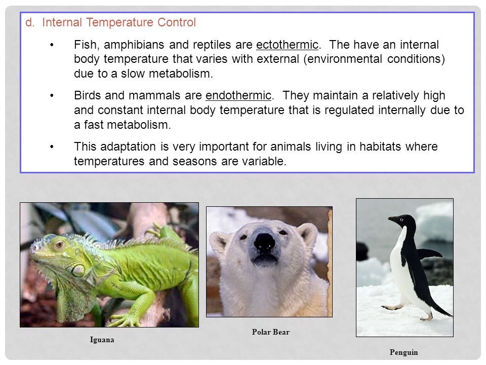 Vertebrate Characteristics. Classification Review a.Taxonomy