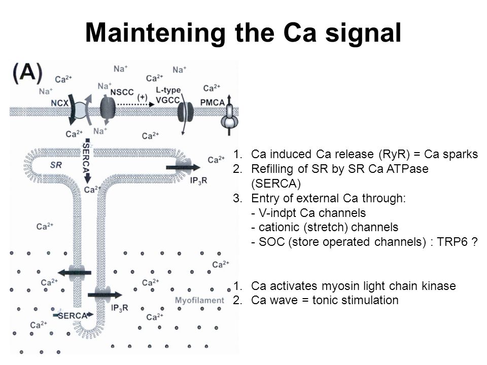 Maintening the Ca signal 1.Ca induced Ca release (RyR) = Ca sparks 2.Refilling of SR by SR Ca ATPase (SERCA) 3.Entry of external Ca through: - V-indpt Ca channels - cationic (stretch) channels - SOC (store operated channels) : TRP6 .