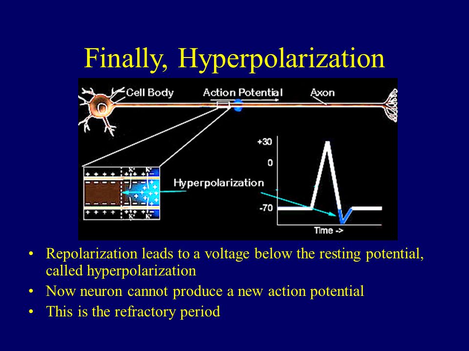 Finally, Hyperpolarization Repolarization leads to a voltage below the resting potential, called hyperpolarization Now neuron cannot produce a new action potential This is the refractory period