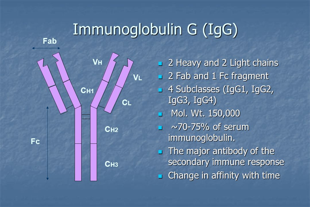Иммуноглобулины температура. Иммуноглобулин g 2,85. IGG иммуноглобулин. Иммуноглобулин g. Иммуноглобулины g и m.