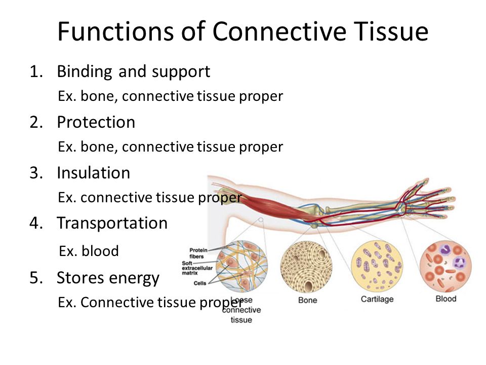 Tissues Ii Ch 4 Connective Tissue Matrix Extracellular Substances In Which Connective Tissue Cells Are Imbedded Support Strength Elasticity Hyaluronic Ppt Download
