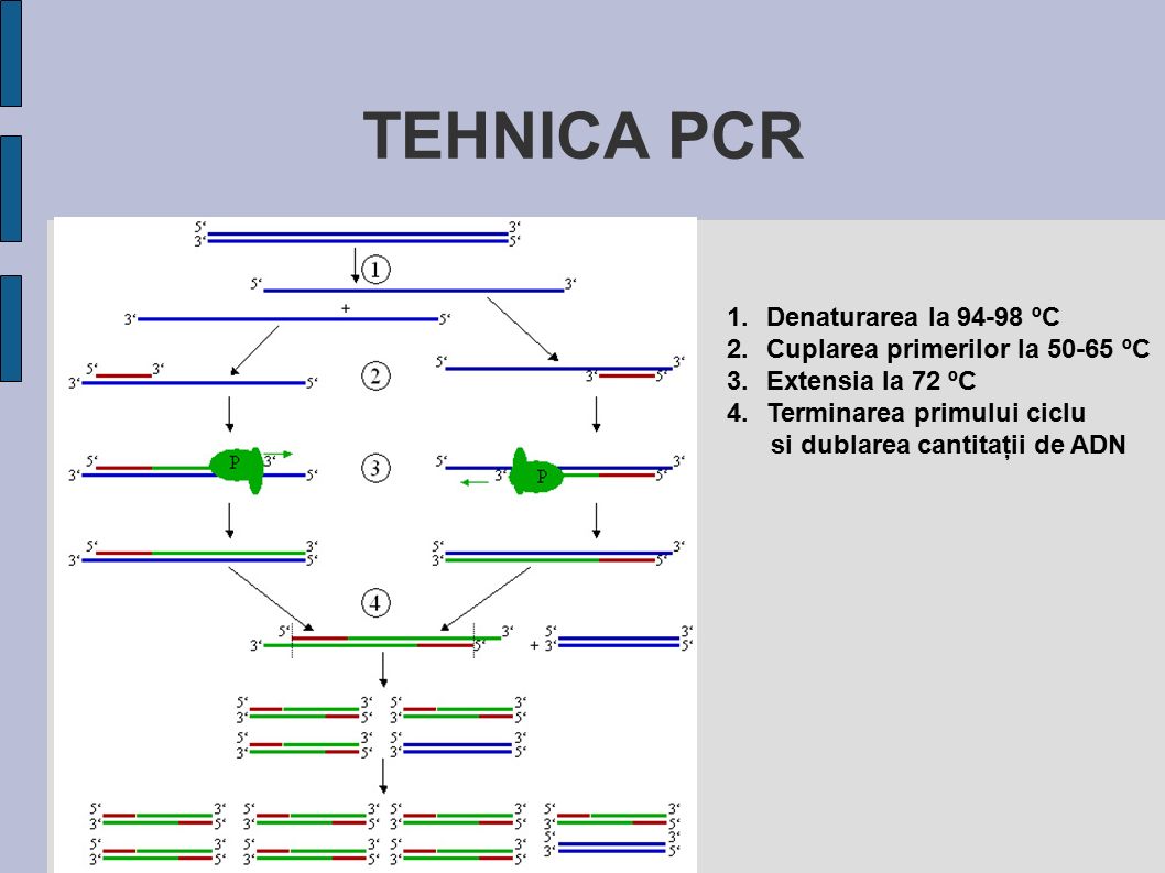 PCR. = Polymerase Chain Reaction (Reactia in lant a polimerazei) Mullis &  Faloona – Specific synthesis of DNA in vitro via a polymerase-catalyzed  chain. - ppt download
