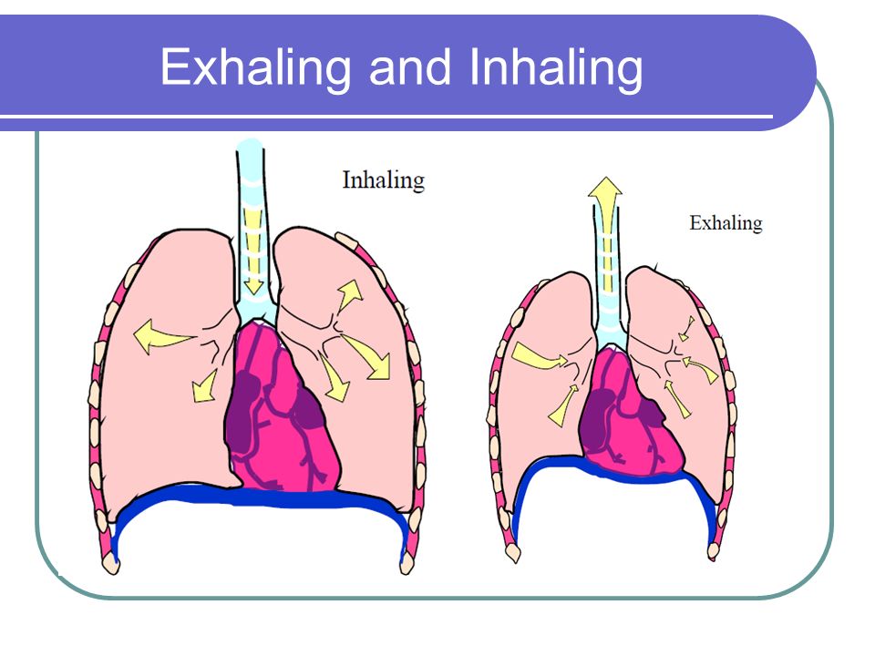 Respiratory System 6 th Grade Health with Mr. Springer. - ppt download