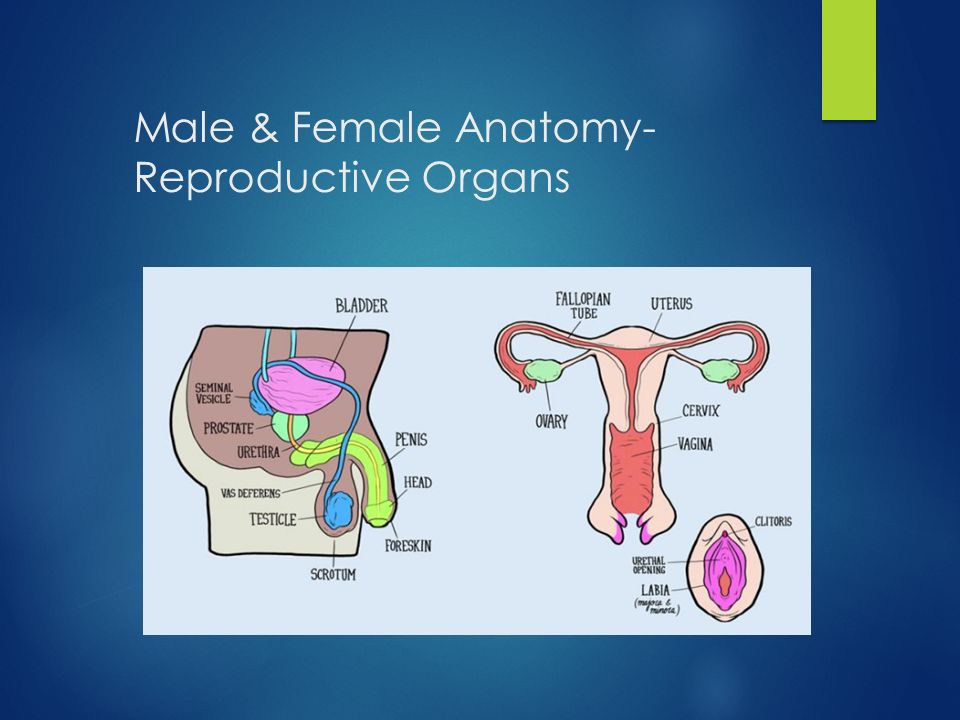 Male & Female Anatomy- Reproductive Organs. Male Reproductio