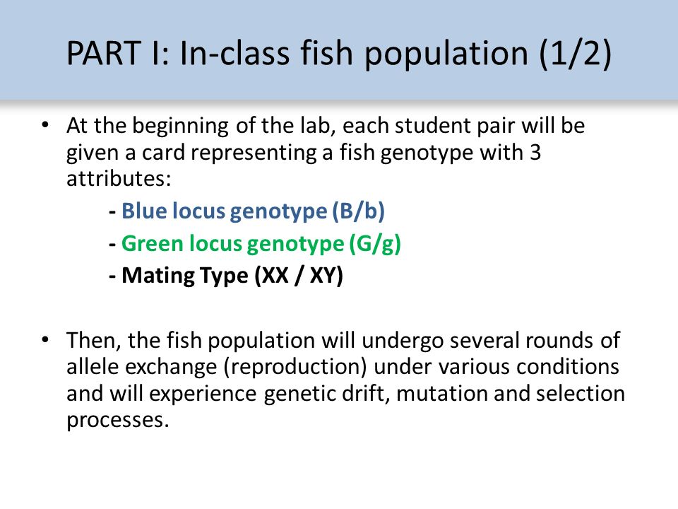 PART I: In-class fish population (1/2) At the beginning of the lab, each student pair will be given a card representing a fish genotype with 3 attributes: - Blue locus genotype (B/b) - Green locus genotype (G/g) - Mating Type (XX / XY) Then, the fish population will undergo several rounds of allele exchange (reproduction) under various conditions and will experience genetic drift, mutation and selection processes.