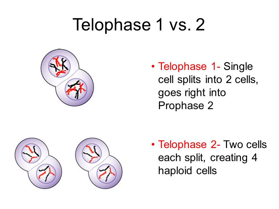 Meiosis And Fertilization My Oh Sis Meiosis Is Cell Division Used