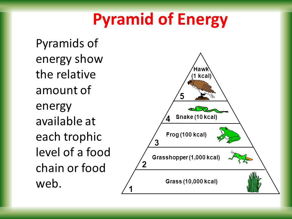 Pyramids of energy show the relative amount of energy available at each tro...