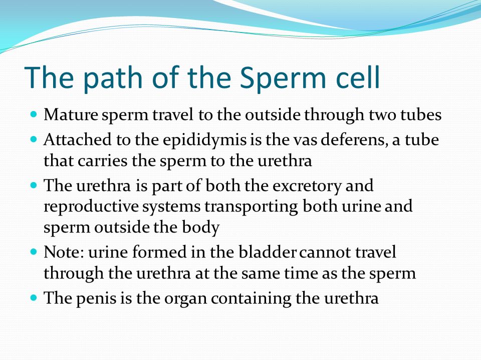 Seldom.. non maturing sperm opinion Happens. non maturing sperm