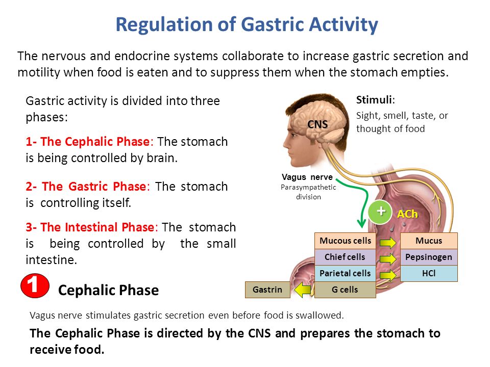 phases of gastric secretion