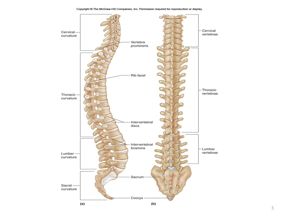 vertebral column and ribs