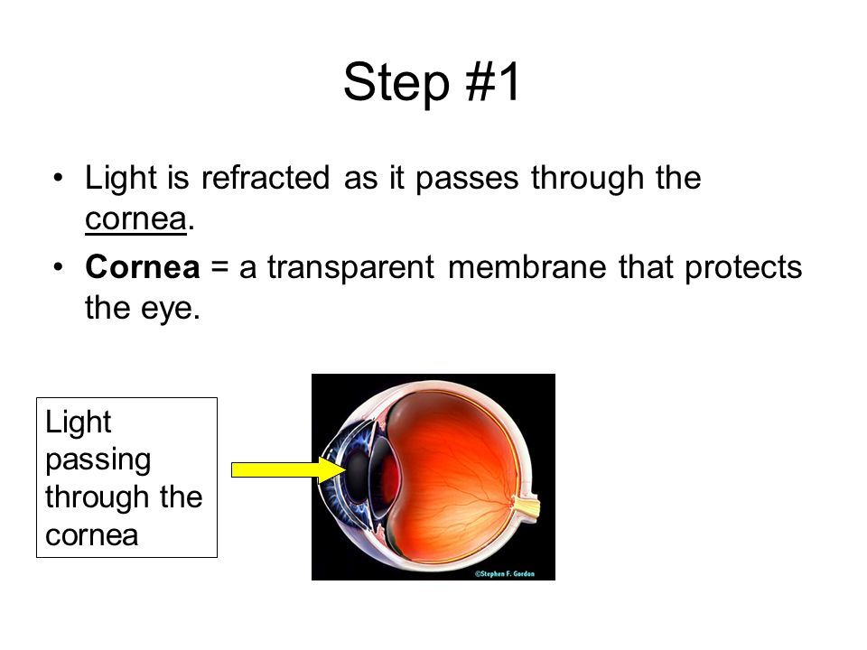 The Structure & Function of the Eye. How you Detect Light Visible light is  the part of the electromagnetic spectrum that can be detected by your eyes.  - ppt download