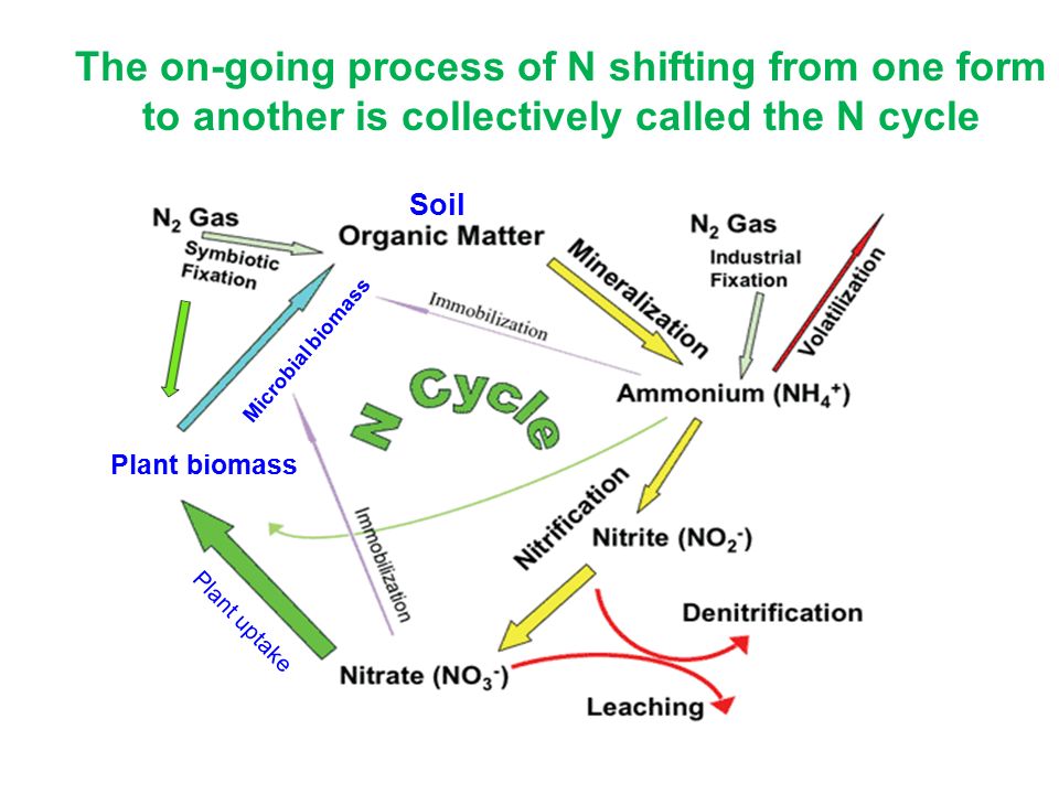 The on-going process of N shifting from one form to another is collectively called the N cycle Plant biomass Plant uptake Soil Microbial biomass