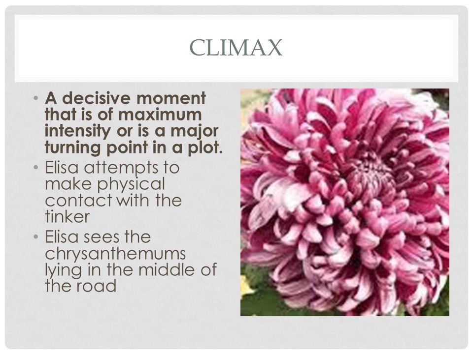 what do the chrysanthemums symbolize for elisa