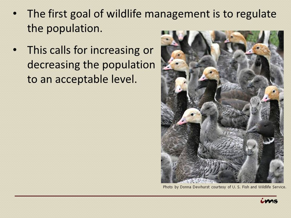 The first goal of wildlife management is to regulate the population.