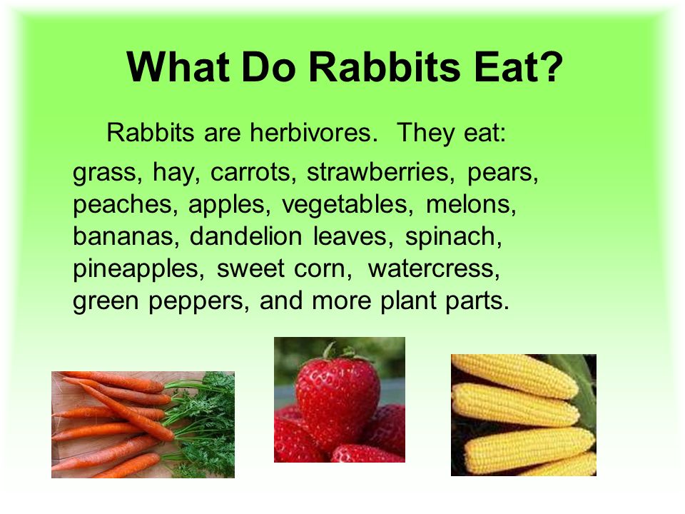 Rabbits By Sharon G Yanzi J Driving Question Where Do Rabbits Live What Does A Rabbit Eat And Who Will Eat It Ppt Download