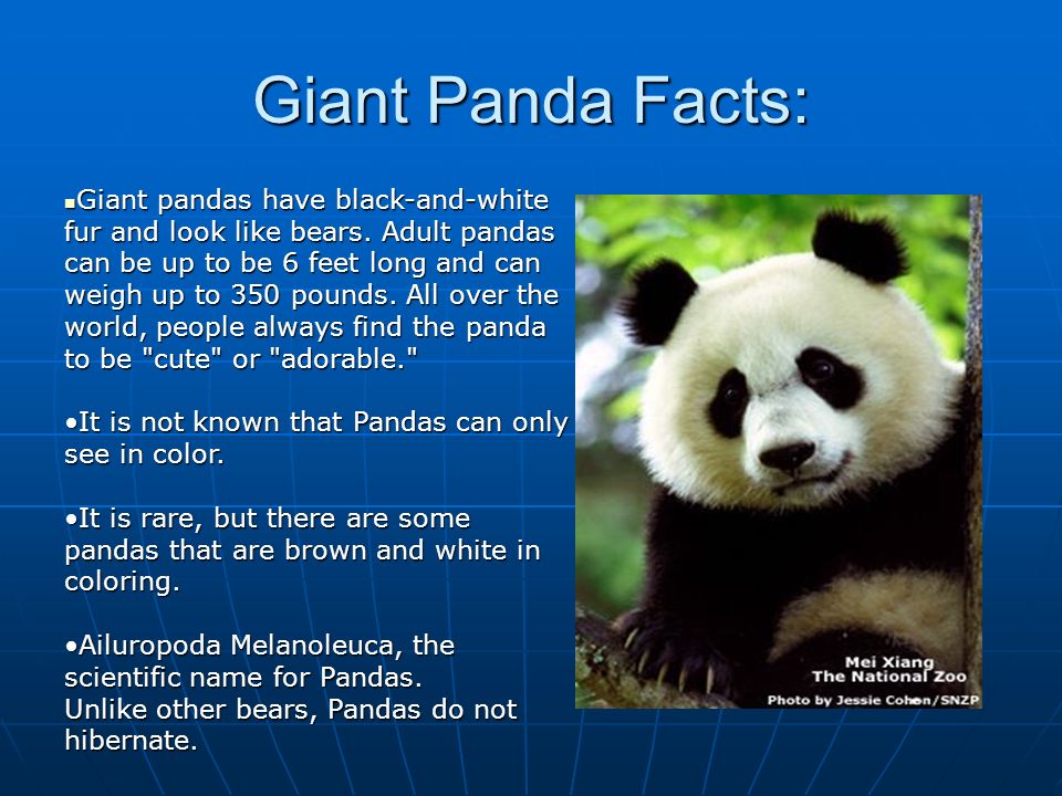 Endangered Species: The Giant Panda Christina Devitt Grade: ppt download