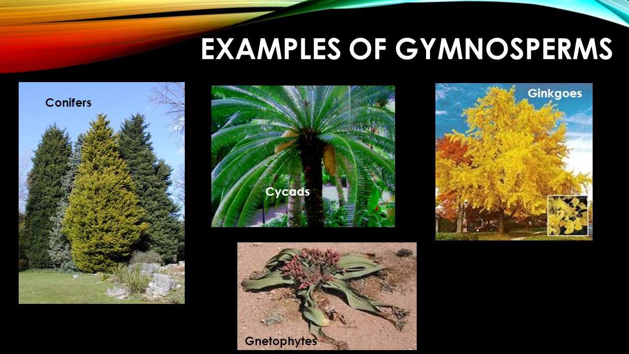 gymnosperms plants examples