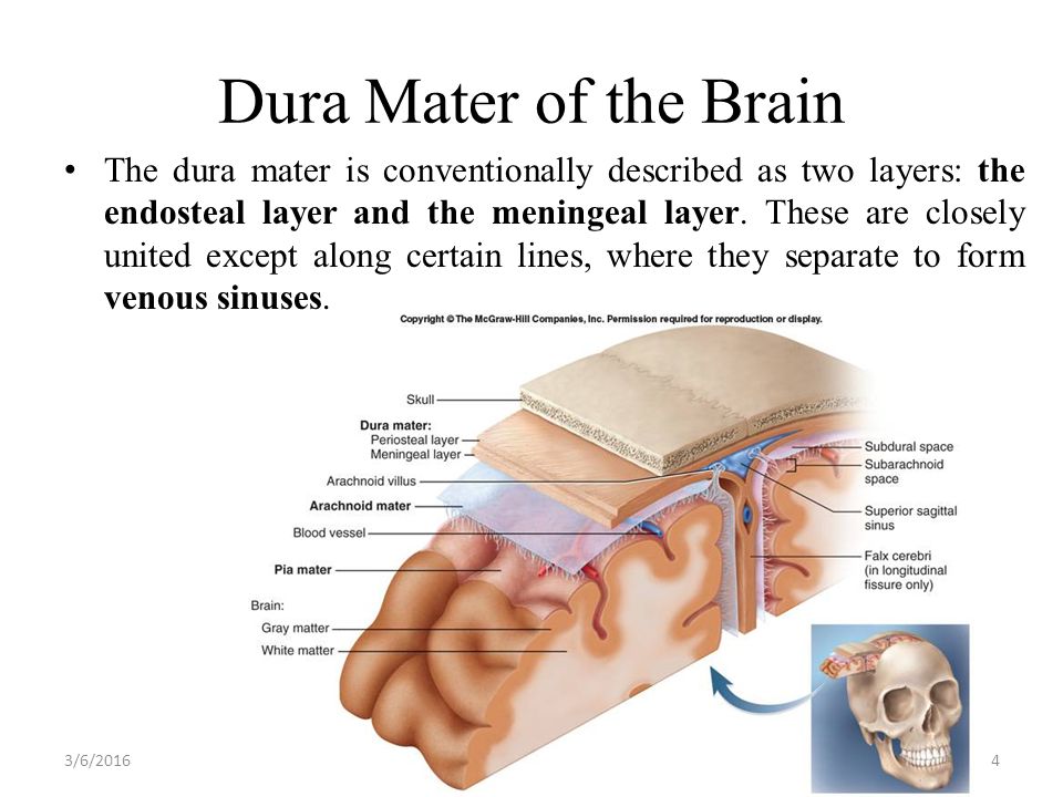 Lufukuja G 1 Meninges And Dural Venous Sinuse 3 6 Ppt Download Lufukuja G 1 Meninges And Dural Venous Sinuse 3 6 Ppt Download