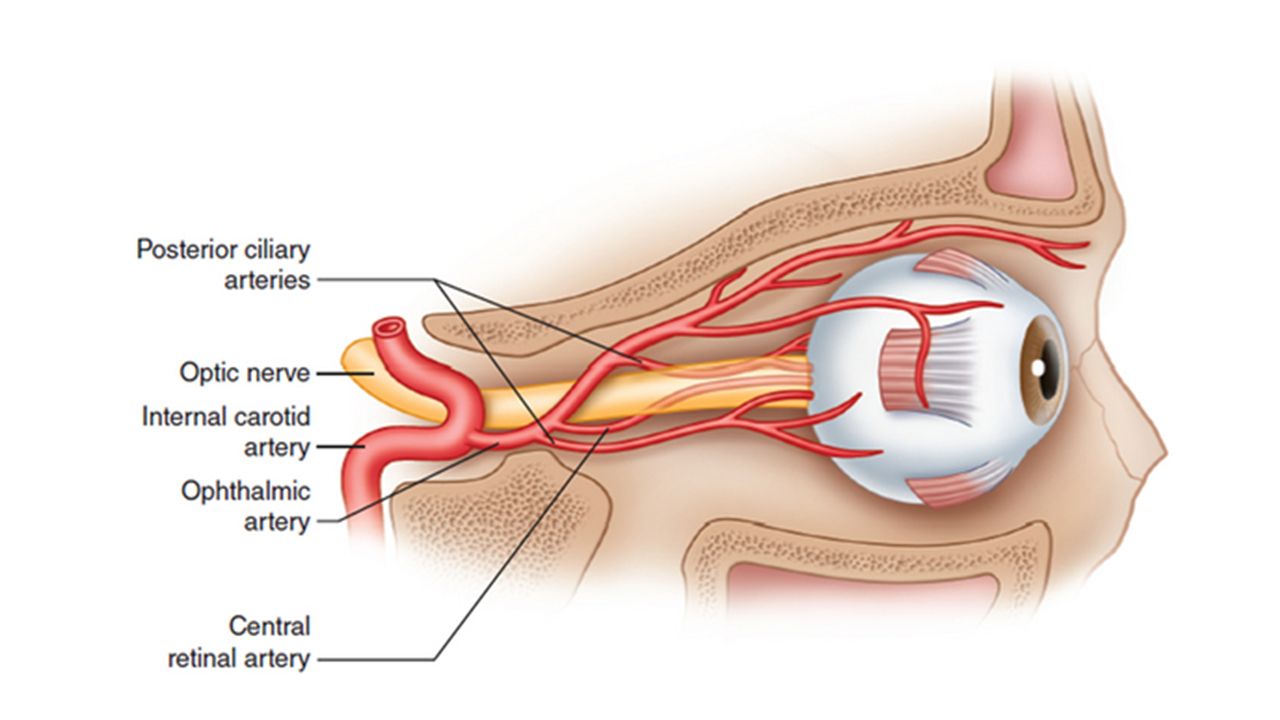 Зрительные нервы глазного яблока. Кровеносные сосуды глаза анатомия. Кровоснабжение глазного яблока. Ветви глазничной артерии питающие глазное яблоко. Глазодвигательный нерв анатомия.
