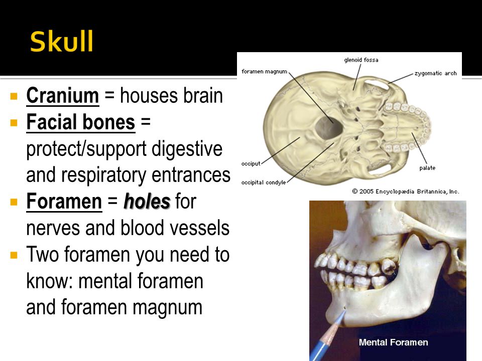  Cranium = houses brain  Facial bones = protect/support digestive and respiratory entrances holes  Foramen = holes for nerves and blood vessels  Two foramen you need to know: mental foramen and foramen magnum