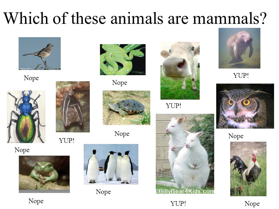 Mammals Is an elephant a mammal? Why or why not? - ppt download