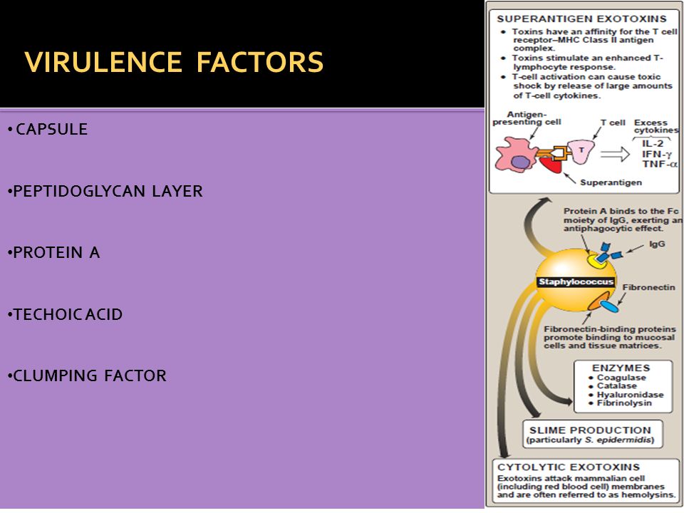 VIRULENCE FACTORS CAPSULE PEPTIDOGLYCAN LAYER PROTEIN A TECHOIC ACID CLUMPING FACTOR