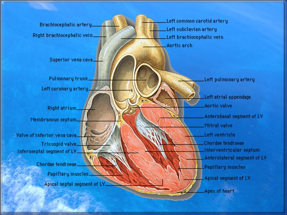 Circulatory System. The Three Parts Heart –4 chambers –Made of 
