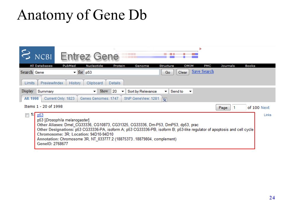 24 Anatomy of Gene Db