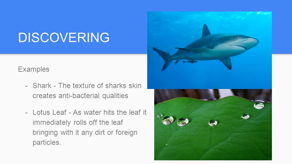 DISCOVERING Examples  Shark - The texture of sharks skin creates anti-bacterial qualities  Lotus Leaf - As water hits the leaf it immediately rolls off the leaf bringing with it any dirt or foreign particles.