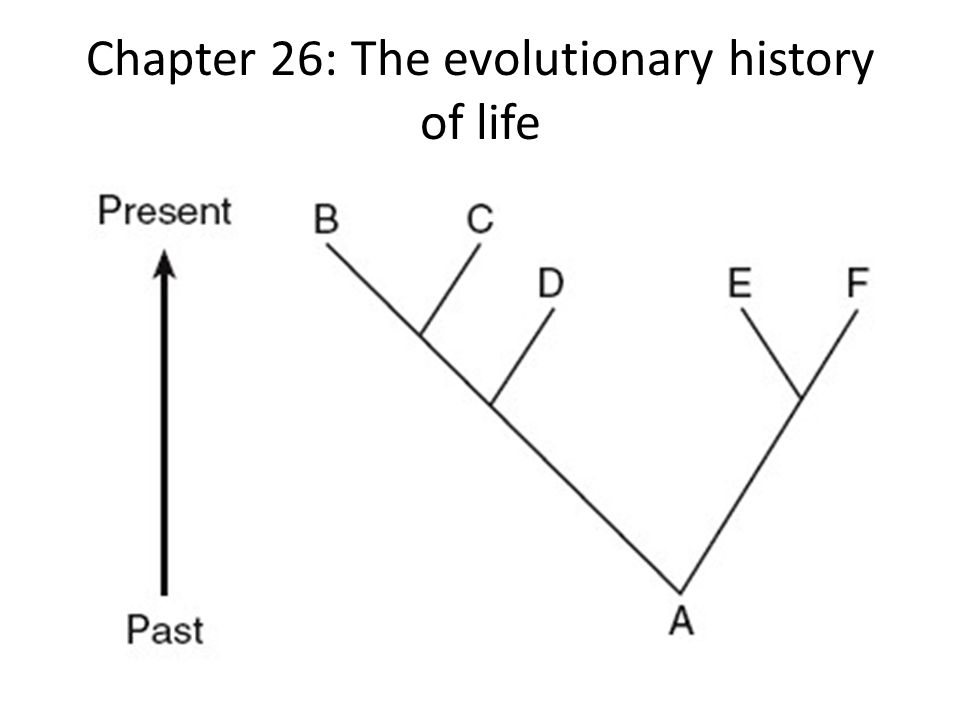 Chapter 26: The evolutionary history of life