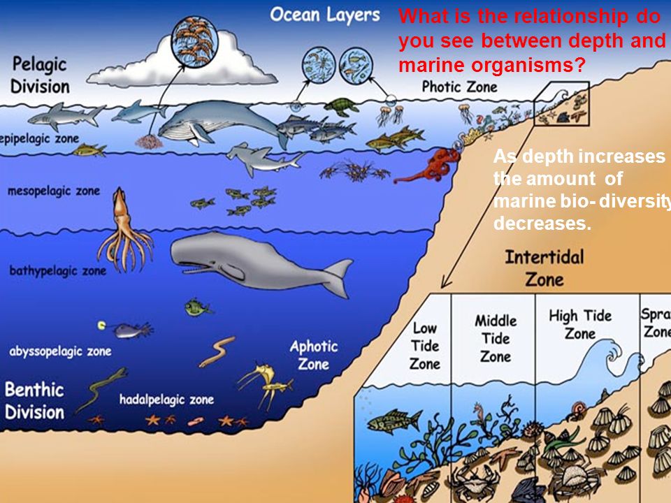5 слоев океана. Обитатели океана по глубине. Зоны глубины океана. Слои океана по глубине. Зоны океана по глубине и их обитатели.
