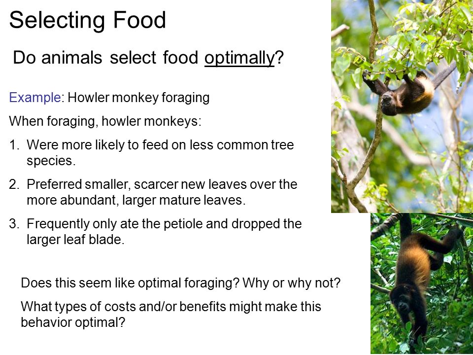 Adaptive Foraging Behavior ZOL 313 May 28, Adaptive Foraging Behavior ZOL  313 May 28, 2008 Objectives: 1. Become familiar with some adaptive foraging.  - ppt download