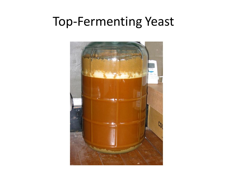 Brewing Science Yeast. Introduction As brewers we take malt and perform a  mash to convert starches to sugars and dextrins; however, it is yeast that  is. - ppt download