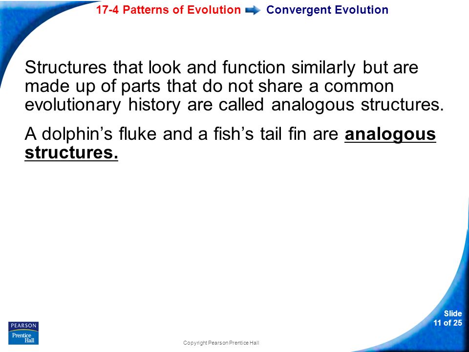 Slide 60 Of 60 Copyright Pearson Prentice Hall 60760 Patterns Of Extraordinary Section 174 Patterns Of Evolution Slide 60 Of 60 Copyright Pearson Prentice Hall 60760 Patterns Of Extraordinary Section 174 Patterns Of Evolution