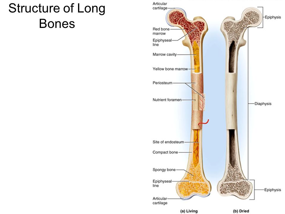 Long bone