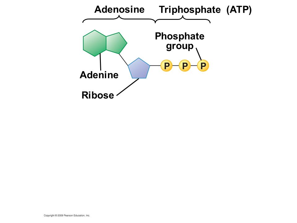 Ribose Adenine Triphosphate (ATP) Adenosine Phosphate group