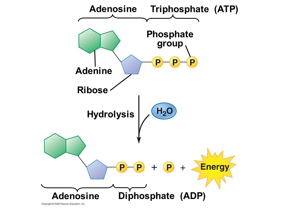 Ribose Adenine Triphosphate (ATP) Adenosine Phosphate group Hydrolysis Diphosphate (ADP) Adenosine 