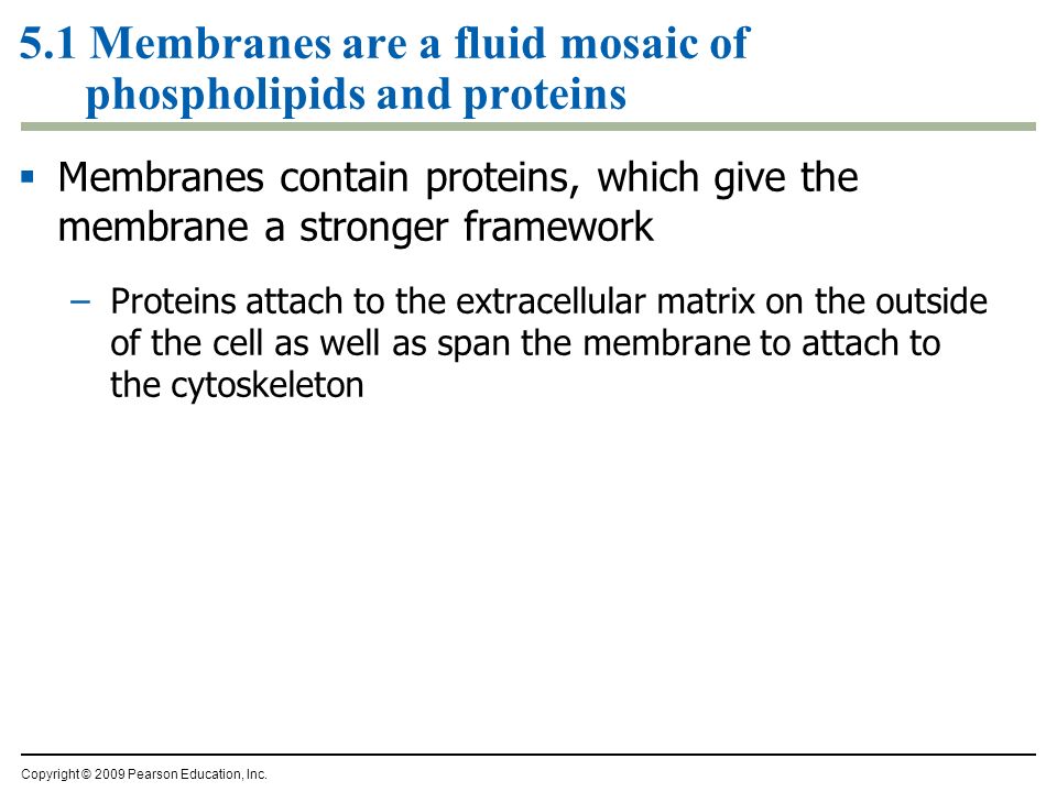 5.1 Membranes are a fluid mosaic of phospholipids and proteins  Membranes contain proteins, which give the membrane a stronger framework –Proteins attach to the extracellular matrix on the outside of the cell as well as span the membrane to attach to the cytoskeleton Copyright © 2009 Pearson Education, Inc.