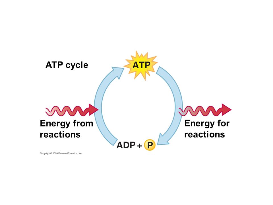 ATP cycle Energy from reactions Energy for reactions