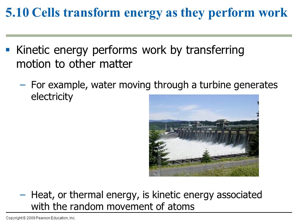 5.10 Cells transform energy as they perform work  Kinetic energy performs work by transferring motion to other matter –For example, water moving through a turbine generates electricity –Heat, or thermal energy, is kinetic energy associated with the random movement of atoms Copyright © 2009 Pearson Education, Inc.