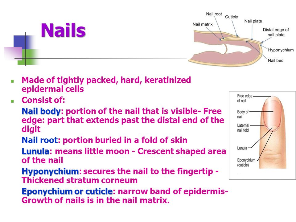 2016 Anatomy Physiology B C Karen Lancour Patty Palmietto 68 Nails