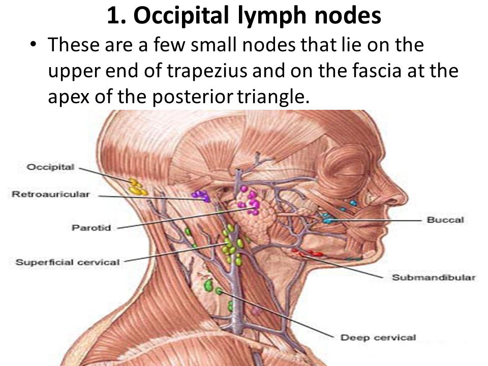 Lymphatic System Of The Head And Neck Lymphatic System Includes Lymph Nodes And Lymph Vessels Ppt Download