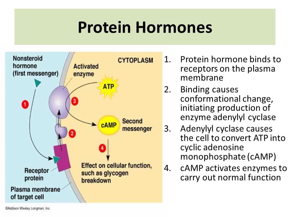 Hormones Hormone- chemical regulators produced by cells in one part of the ...