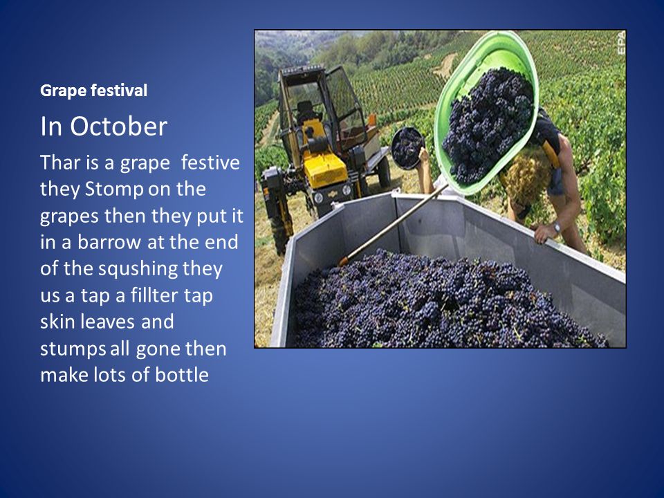 Grape festival In October Thar is a grape festive they Stomp on the grapes then they put it in a barrow at the end of the squshing they us a tap a fillter tap skin leaves and stumps all gone then make lots of bottle