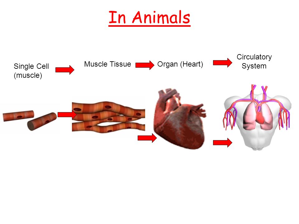 Cells, Tissues, Organs and Organ Systems! resources.co.uk/KS3/Biology/Life_Processes_and_Cells/cells_Tissues_Organs_and_Or  ganisms.htm. - ppt download
