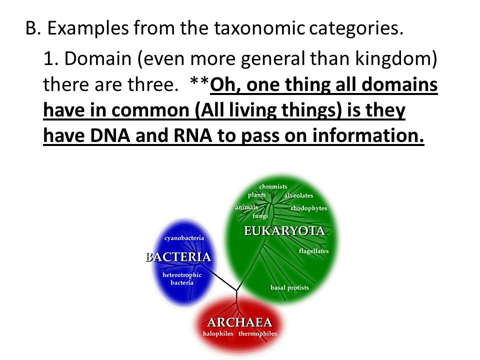 B. Examples from the taxonomic categories. 1.